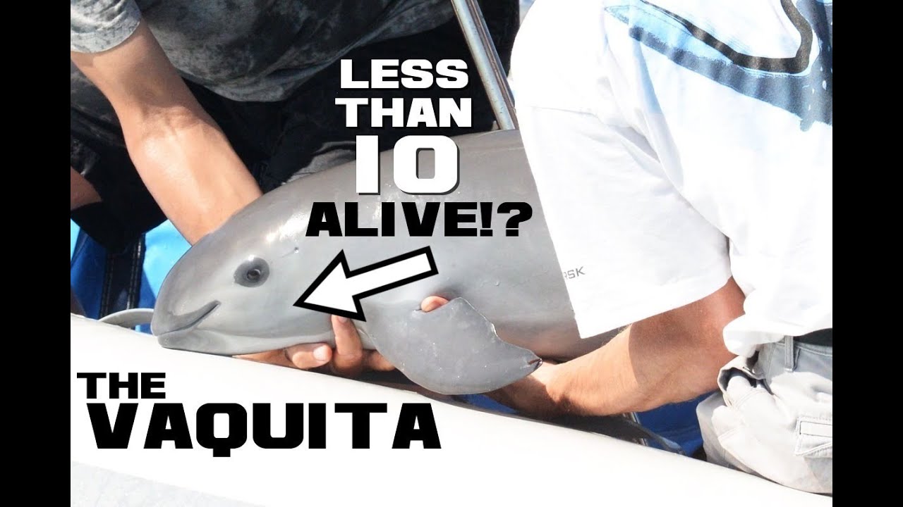 Vaquita Facts - The MOST Endangered Marine Mammal - Animal a Day V Week