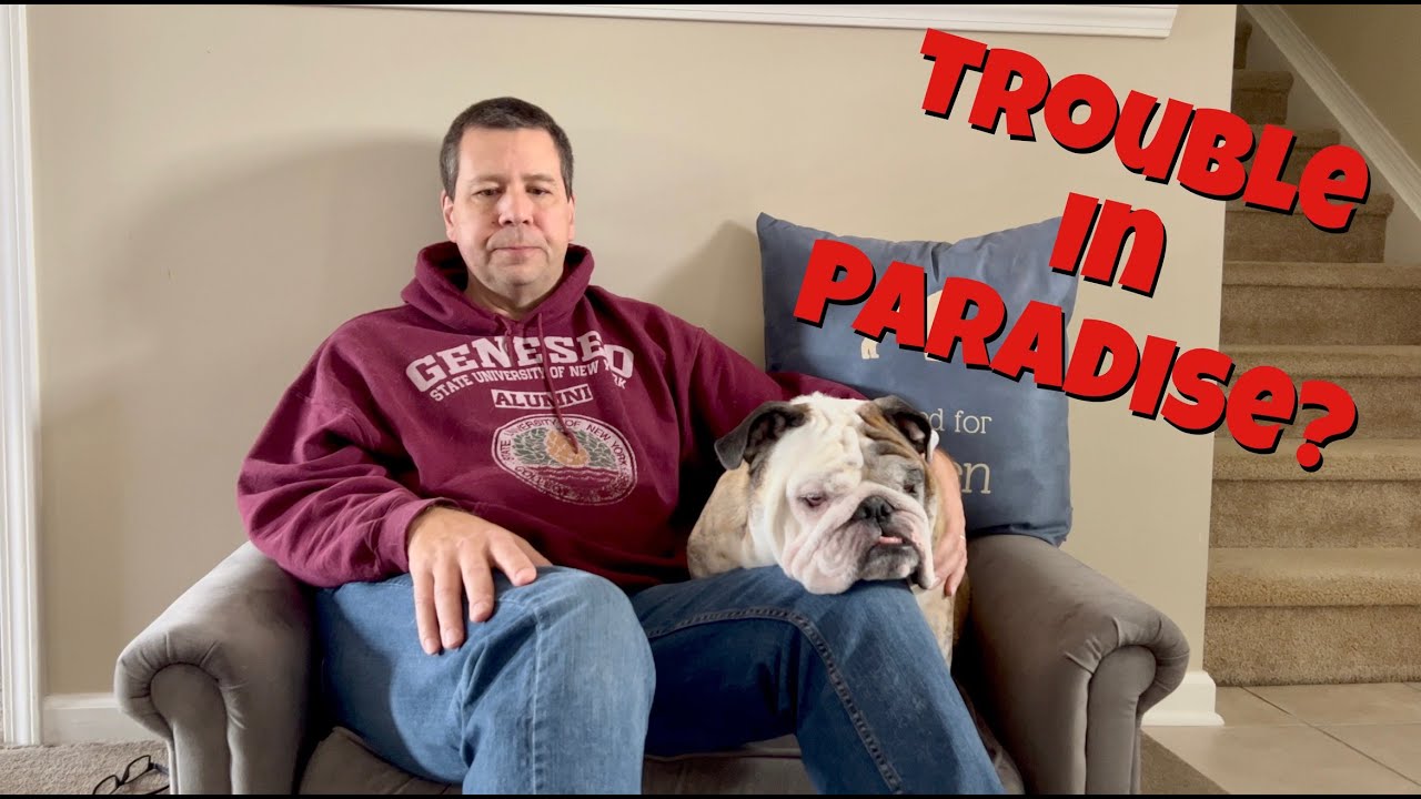 Reuben the Bulldog: Bulldog Therapy