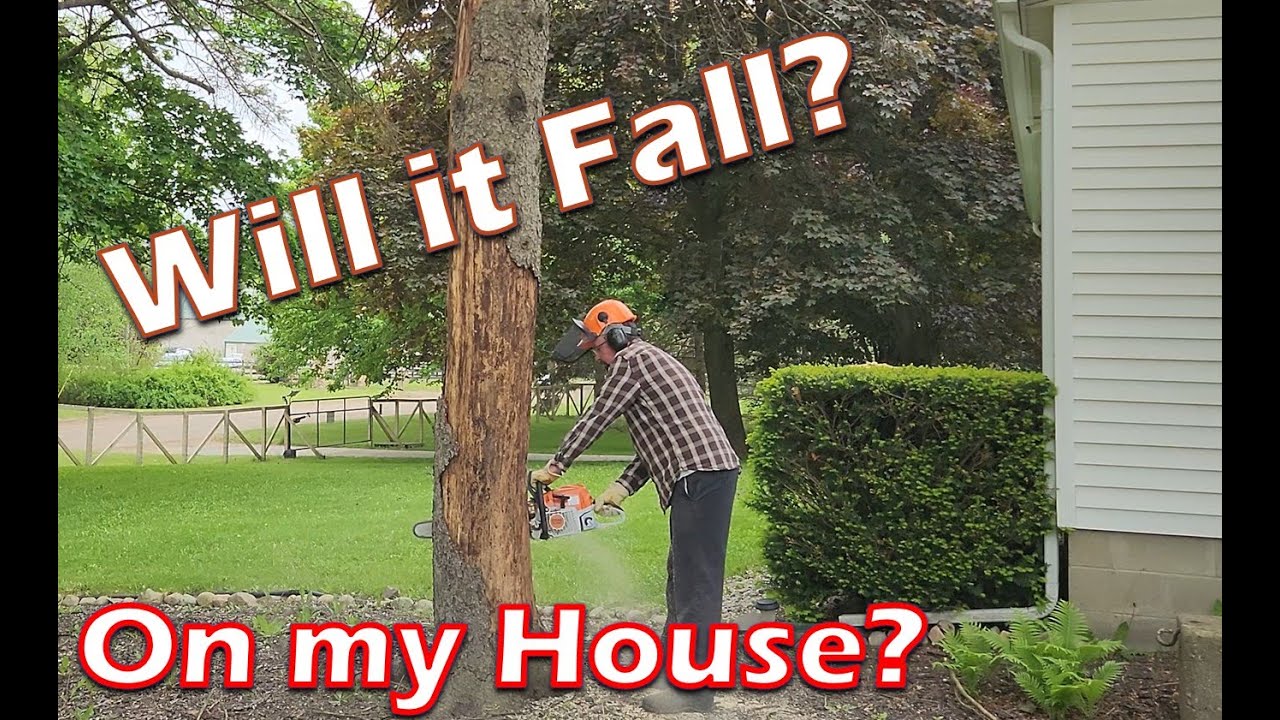 Dead Tree - Will it Fall Safely? Or Crush my House!?
