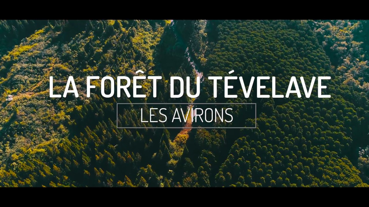 Trésor du Sud : La forêt du Tévelave, Île de la Réunion