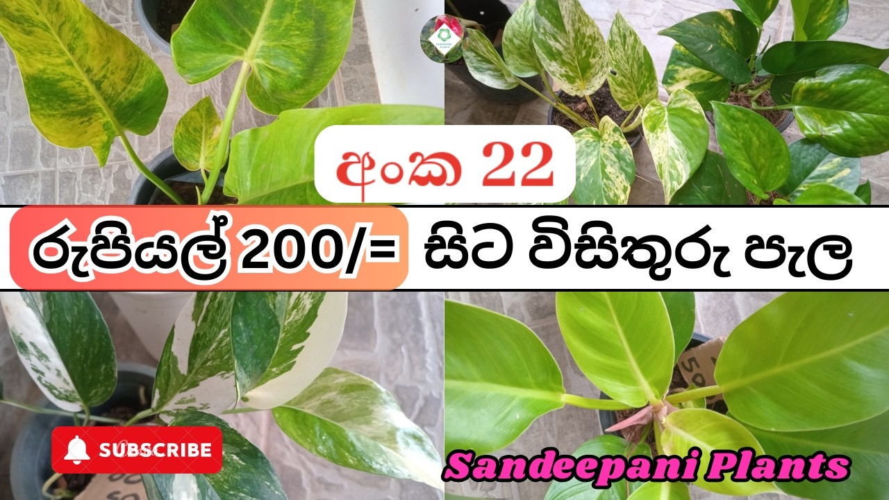විසිතුරු පැල සේල් - රුපියල් 200 සිට පැල ගන්න | Plants Sale - 22 -  @sandeepaniofficials  New Video