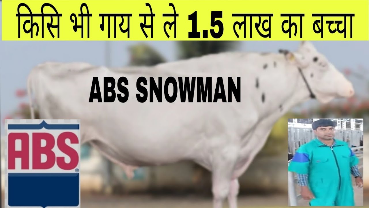 स्नोमैन-एबीएस इमपौरटेड(ET)होलस्टीन फ्राइज़ियन में बेहतरीन बुलSnowman-ABS imported genomic ET HF bull