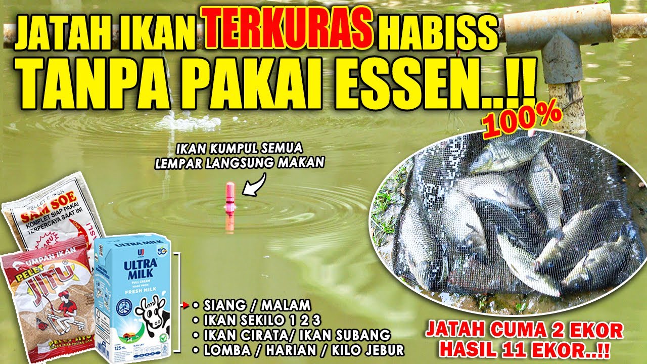 TERKURAS HABIS SEMUA JATAH IKAN !! RACIKAN 100% MURNI TANPA ESSEN PELET JITU KUKUS SPESIAL ❗❗