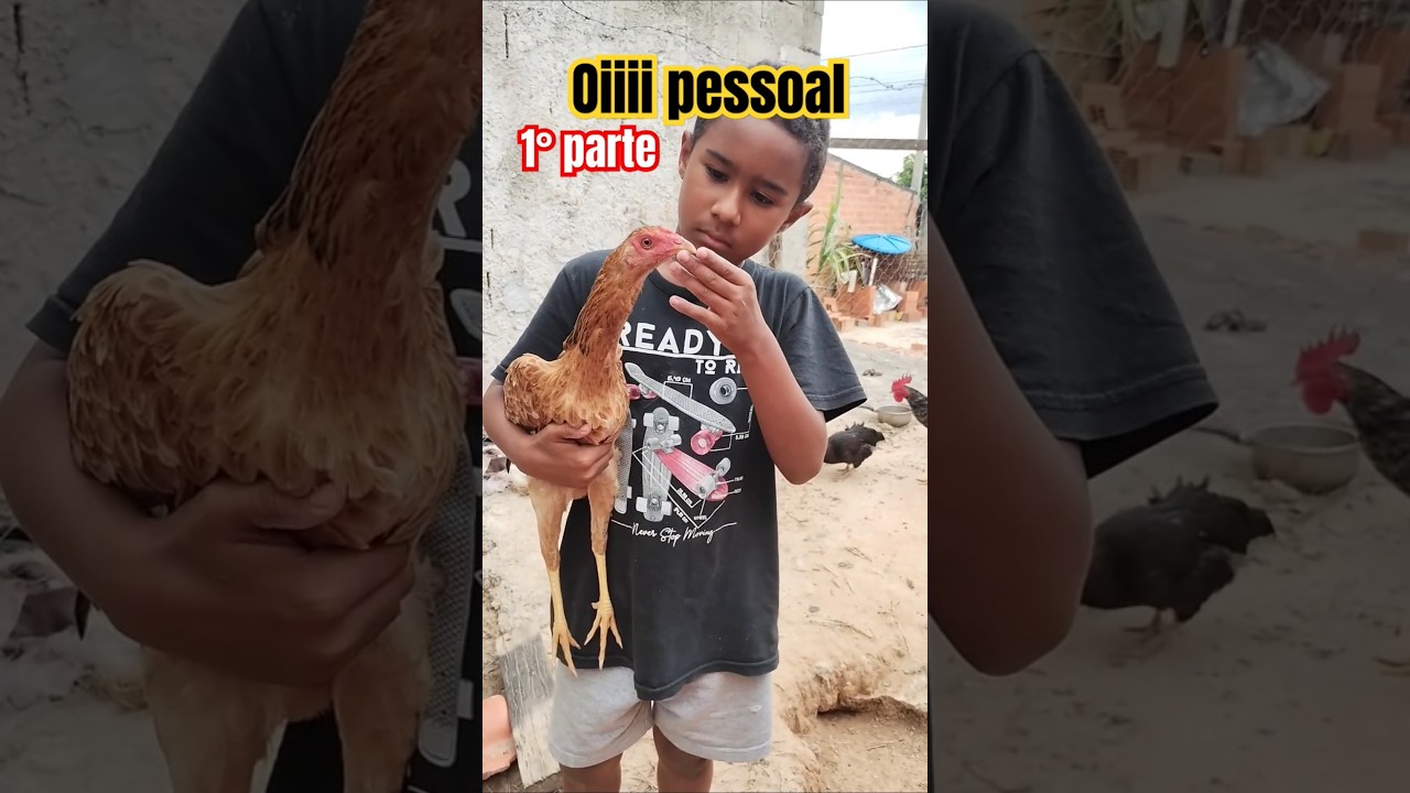 #amoanimais #galinha #galo #galinhacaipira #vidareal #vidasimples