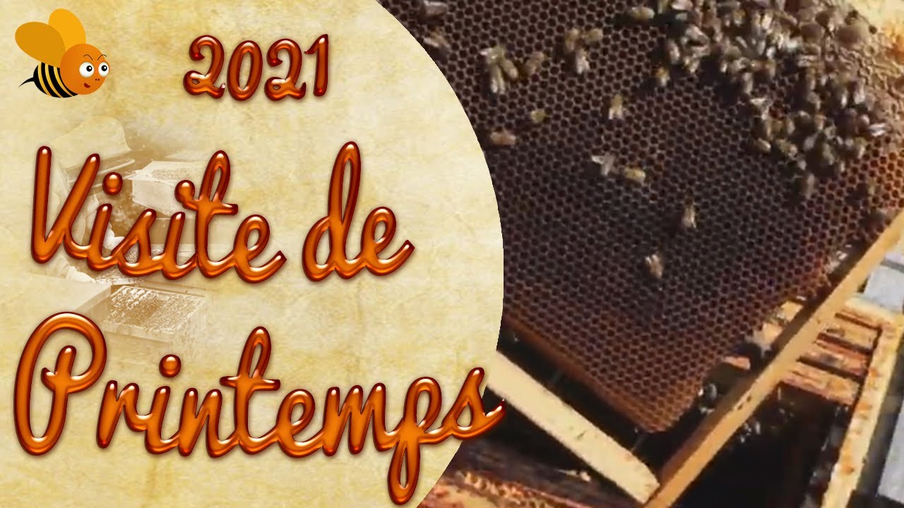Comment faire une visite de printemps dans une colonie d'abeilles, explications