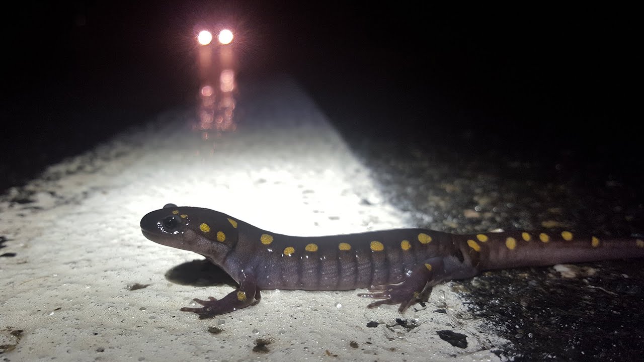 Volunteers help thousands of N.J. amphibians migrate every year