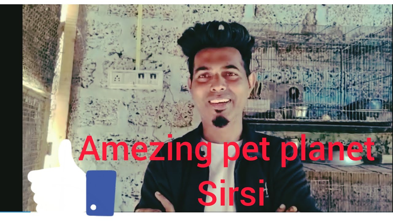 Amezing pet planet  rescue centre Sirsi 🐓🐇🐴🦊🐊🐸🐕🐩🐈‍⬛🐀🐄🐒