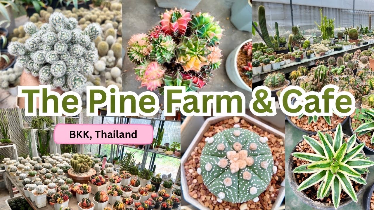 Tour Cactus Farm & Cafe : 🌵The Pine Farm & Cafe✨🍵 @คลองลัดมะยม | Beautiful of Cactus for sale♡