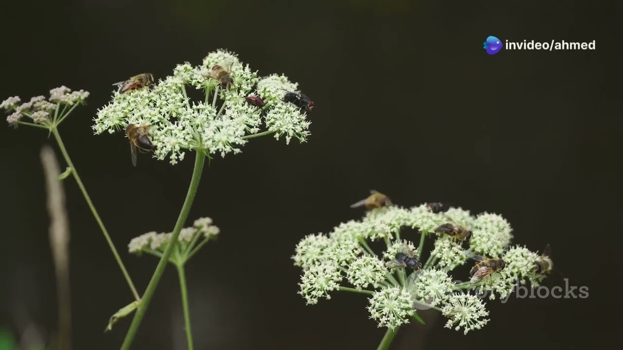 Why Mosquitoes Matter