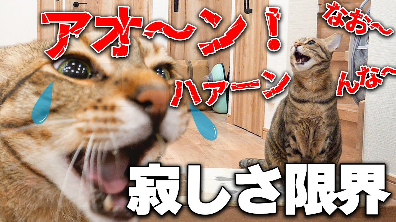 ひとりぼっちになってしまい寂しさが限界に達した猫。大好きな家族がいなくなって遠吠えを始めてしまう…