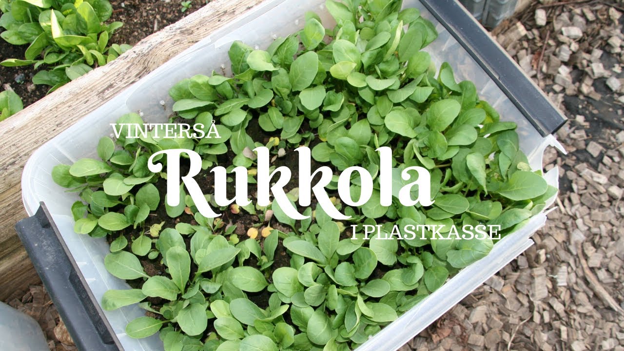 Vinters&aring; rucola i plastkasse - p&aring; bokashi jordfabrikk