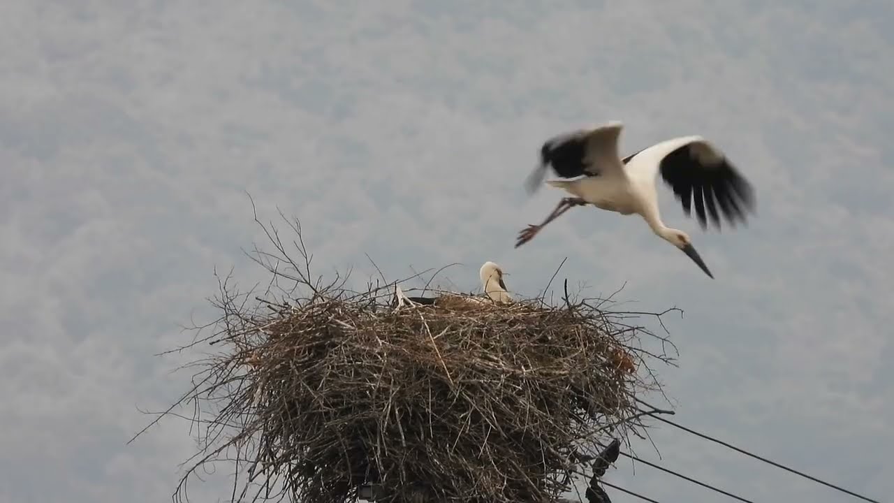 鳴門コウノトリ 2026/03/18 撮影 成長記録 徳島県鳴門市
