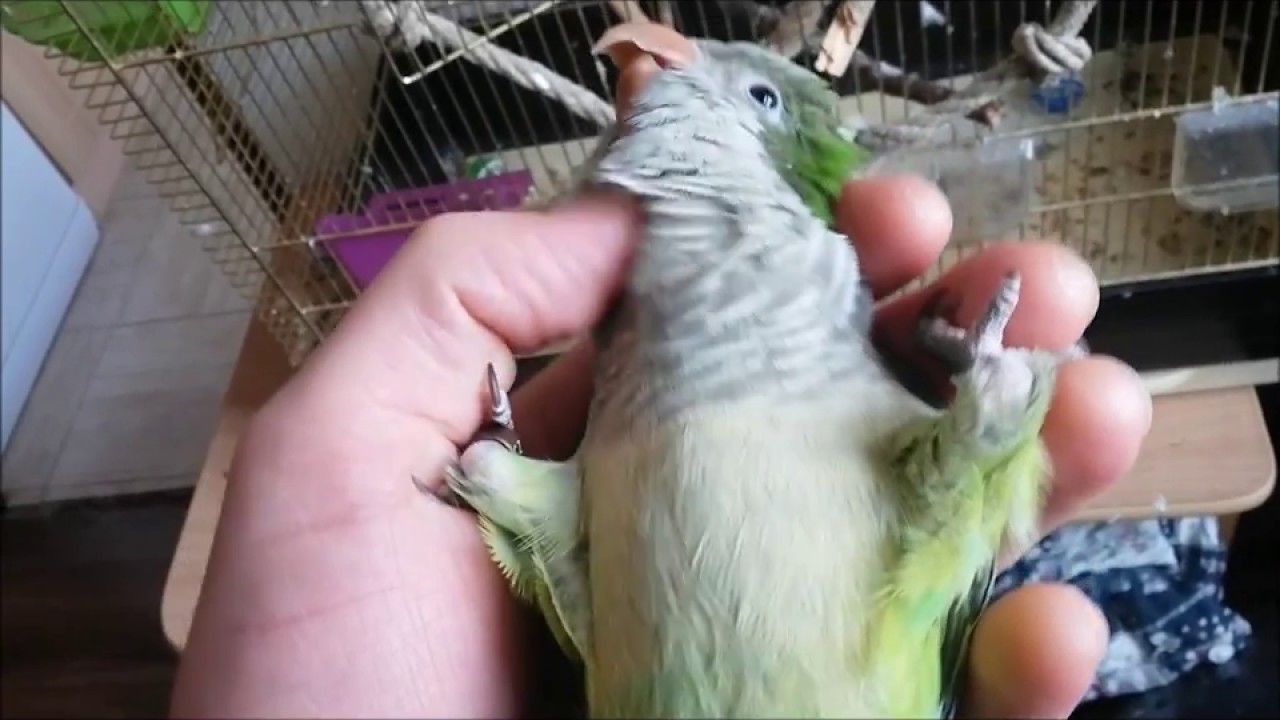 mníšek šedý -nazdar ahoj a dává pět :-)