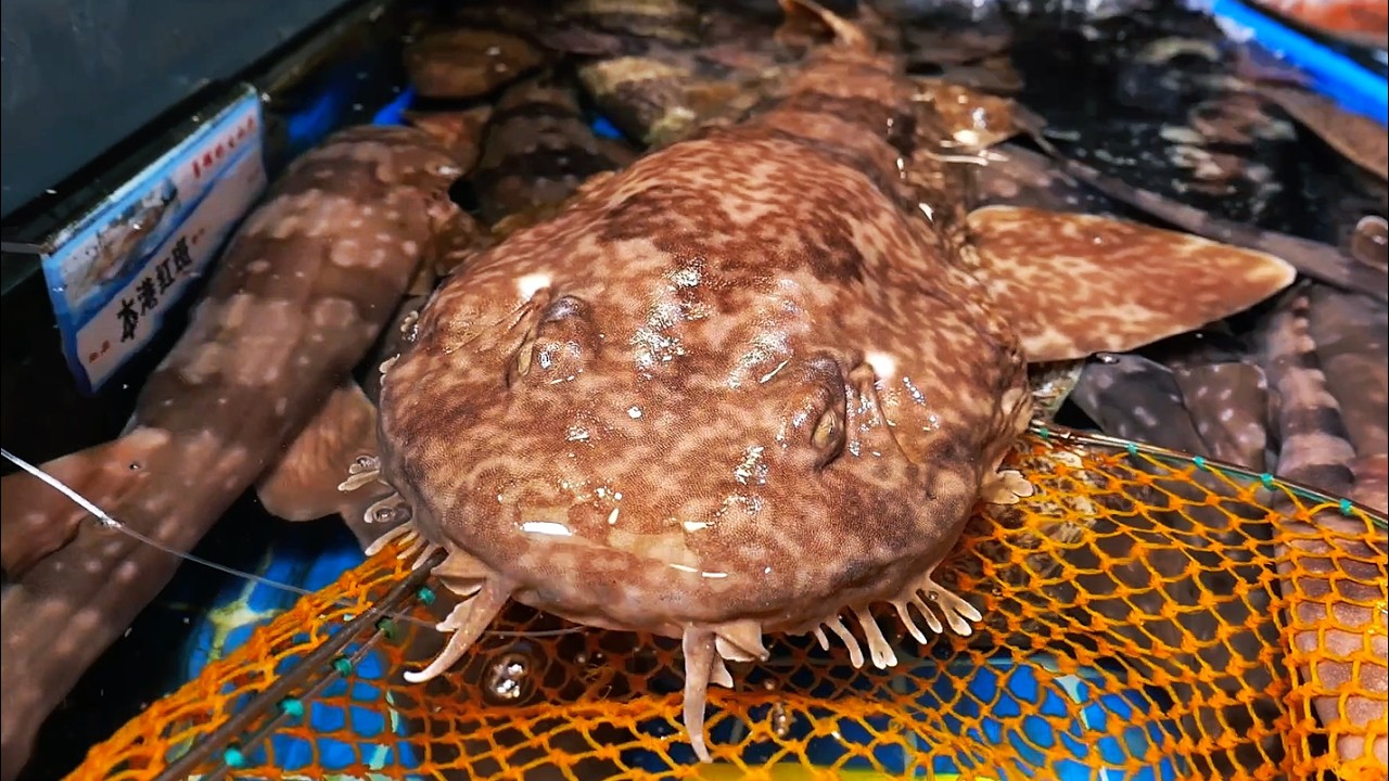GIANT ALIEN SHARK Japanese Wobbegong Chinese Street Food
