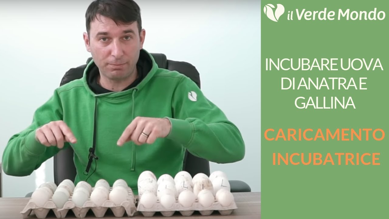 Incubare uova di Anatra e Gallina | Caricamento Incubatrice