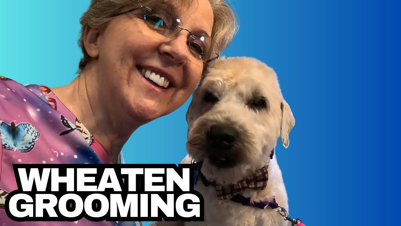 Grooming This Agreeable Dog | Wheaten Terrier | Brody