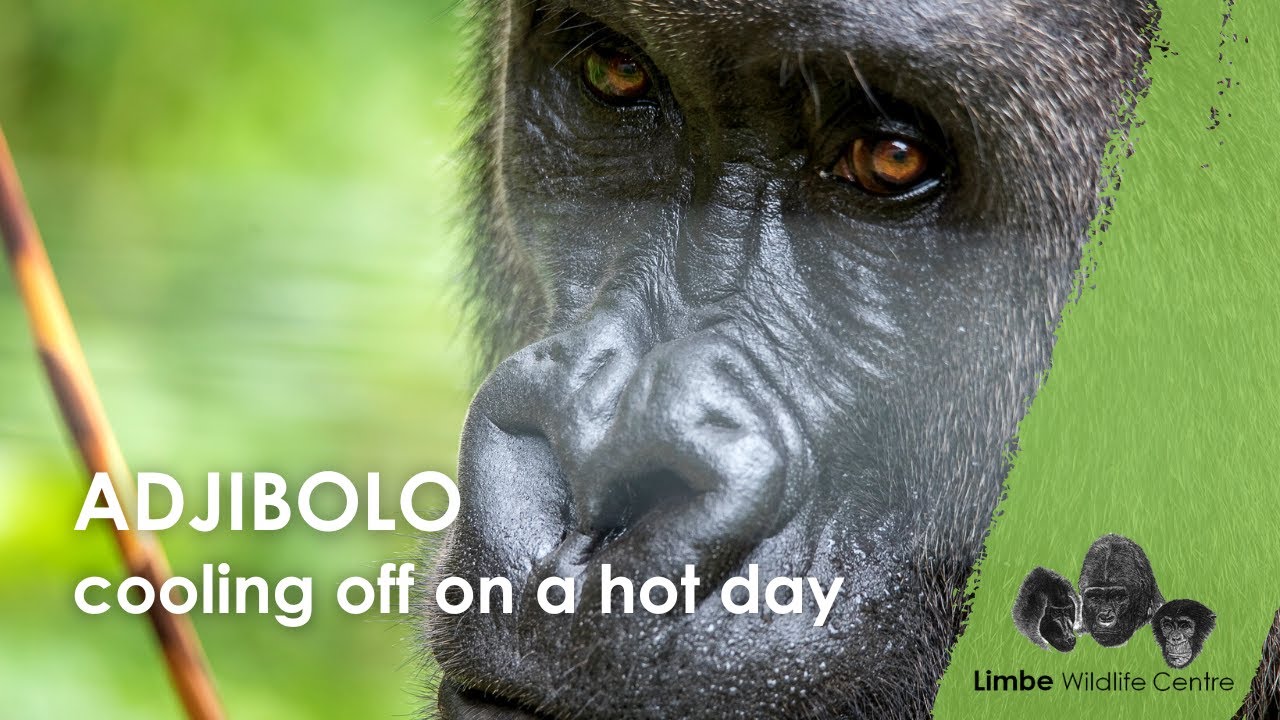 How do gorillas cool off on a hot day? | Limbe Wildlife Centre