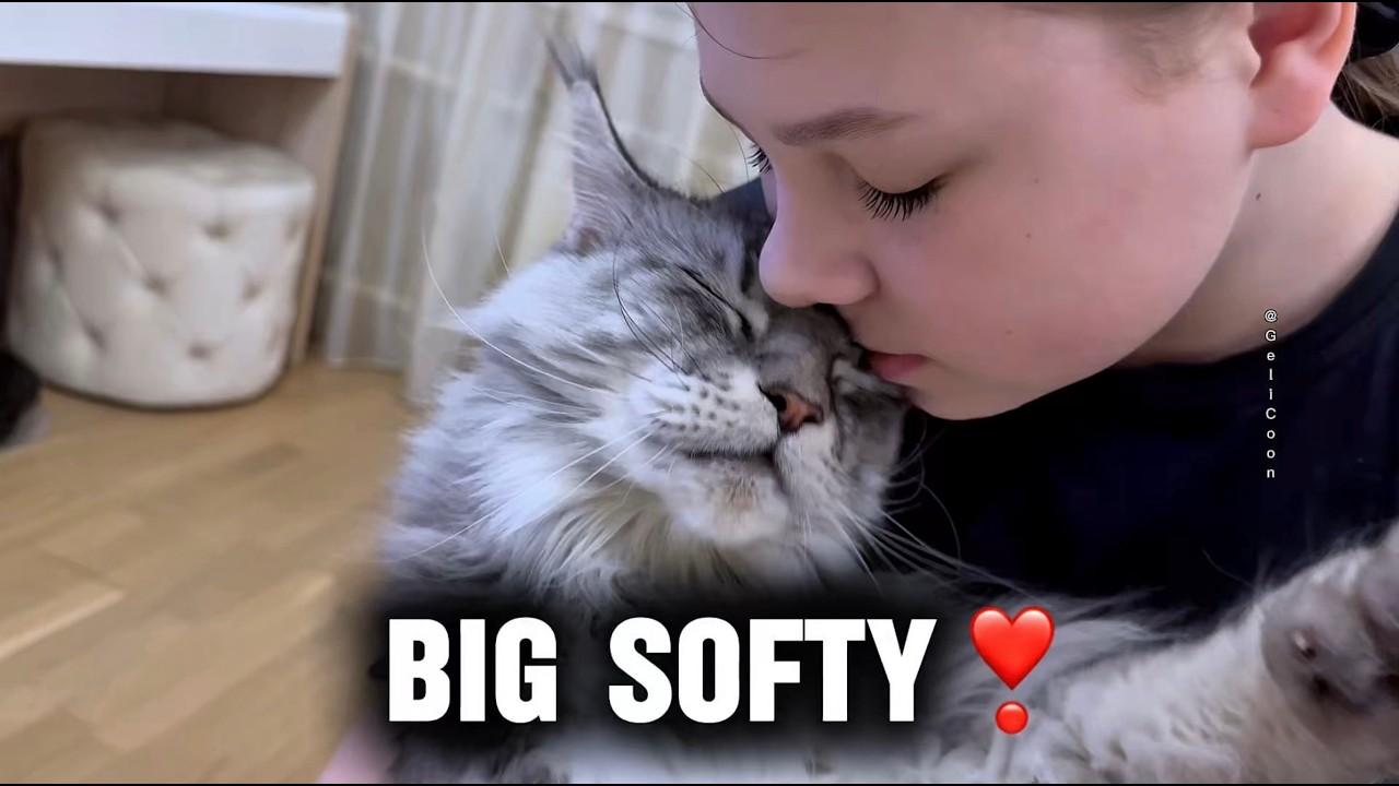 A Huge Maine Coon with the Softest Heart💙