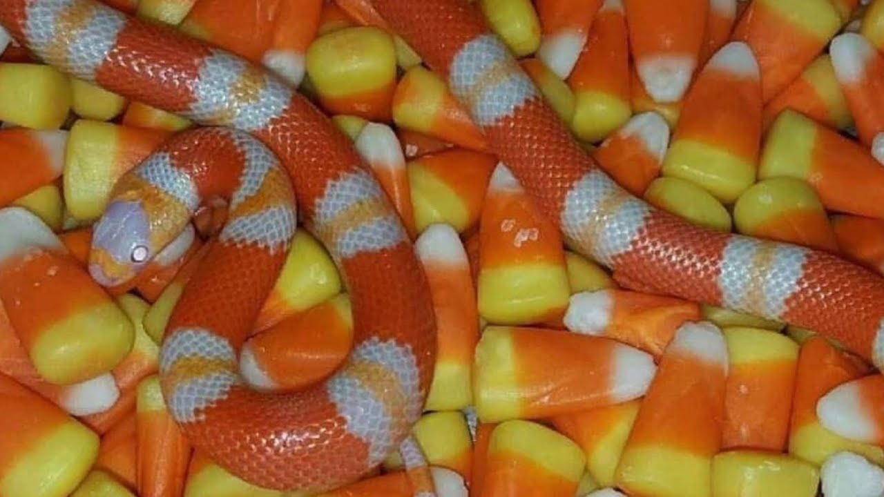 Halloween Snakes in Singapore