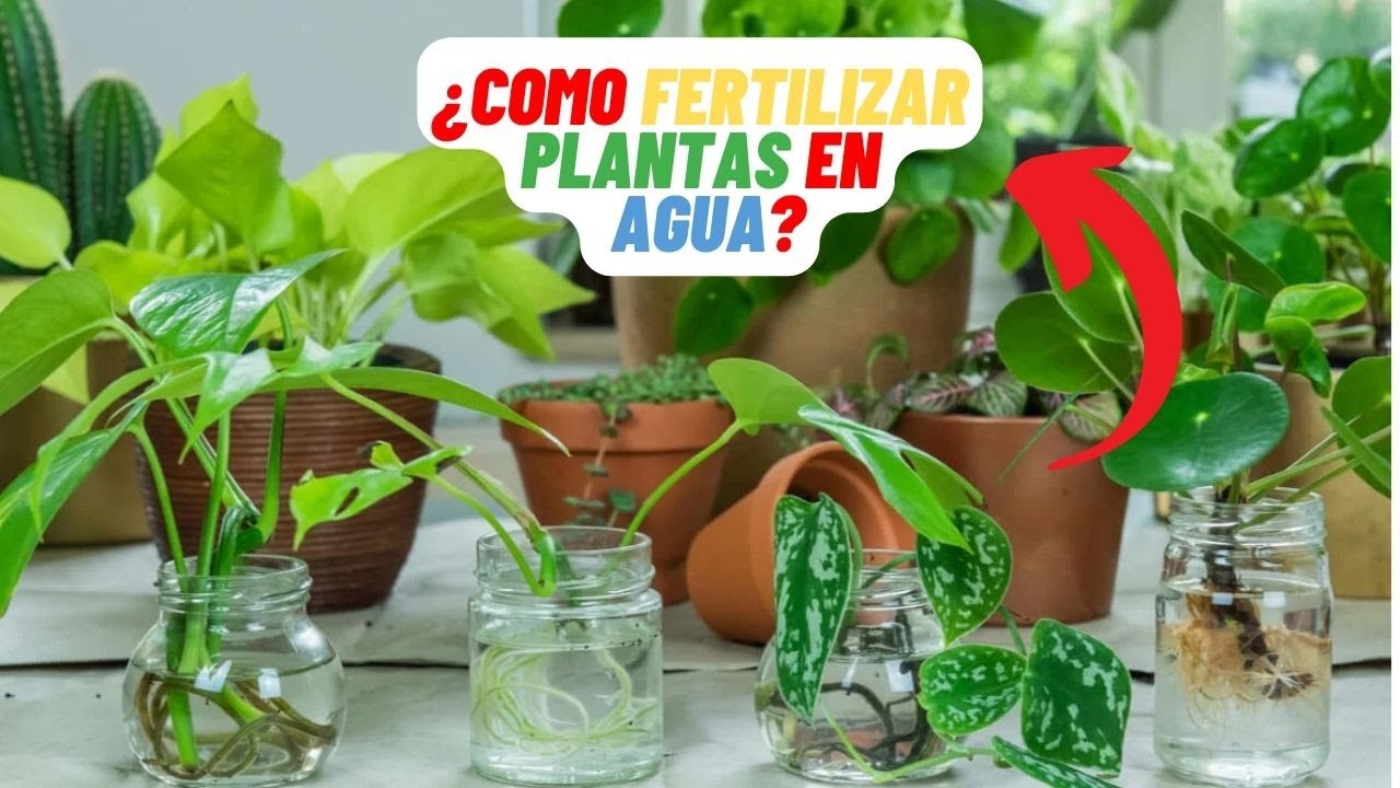 Truco Para Abonar Plantas En Agua, Nunca Se Te Moriran #plantas #jardin