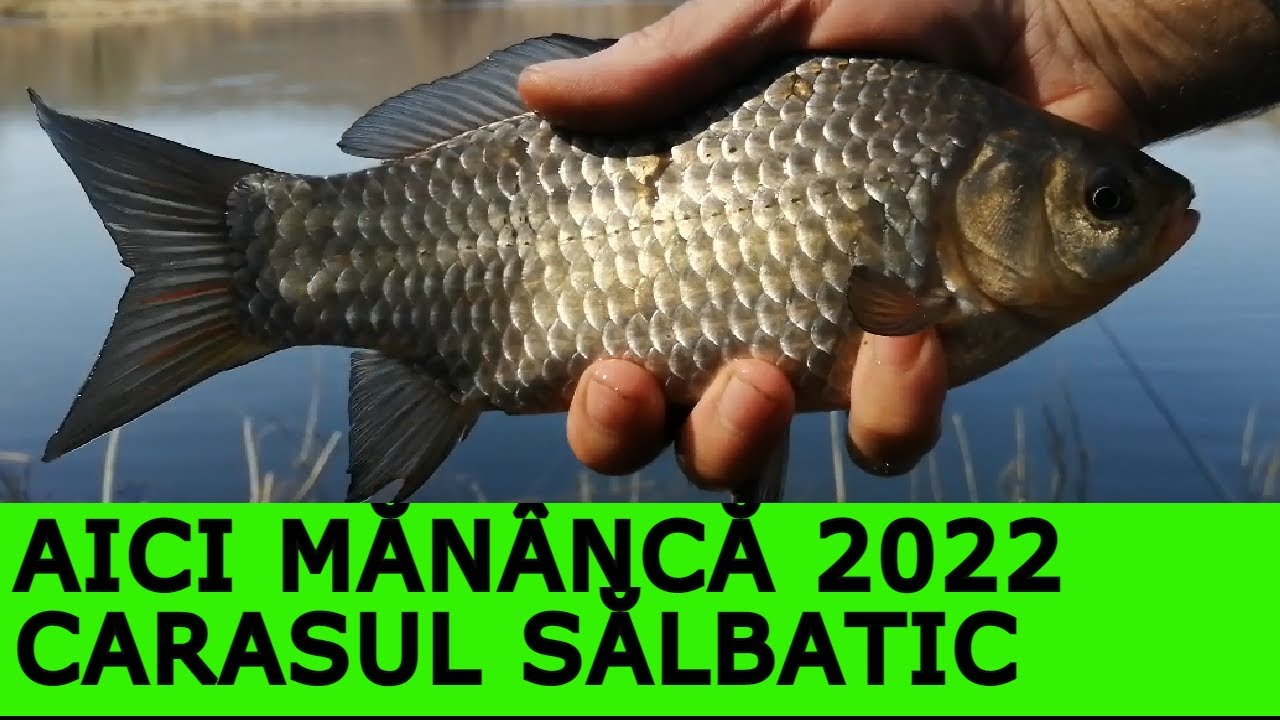 Pescuit Caras SĂLBATIC la Plută-Pescuit Caras pe râul JIU-Float Fishing