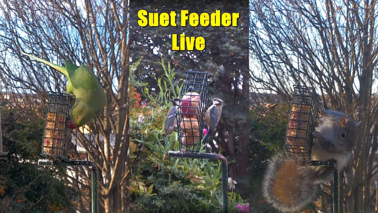 Suet Bird Feeder Live (25 Feb 2026)