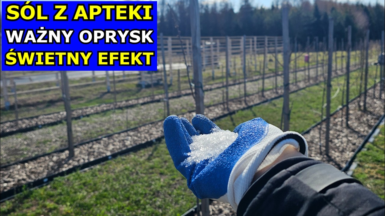 S&oacute;l z Apteki do Drzew owocowych Warzyw Pomidor&oacute;w Iglak&oacute;w. Siarczan Magnezu Oprysk Solą Gorzką Epsom.