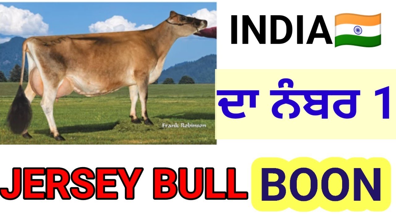 INDIA da number ONE 🥇jersy bull ABS BOON