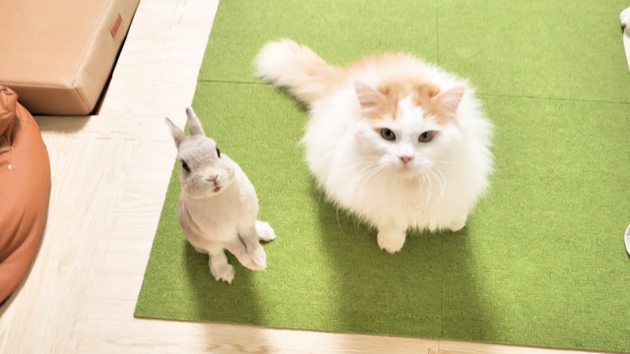 帰宅後電気をつけたらこの状態で待機してるうさぎと猫のお出迎えが最高すぎる
