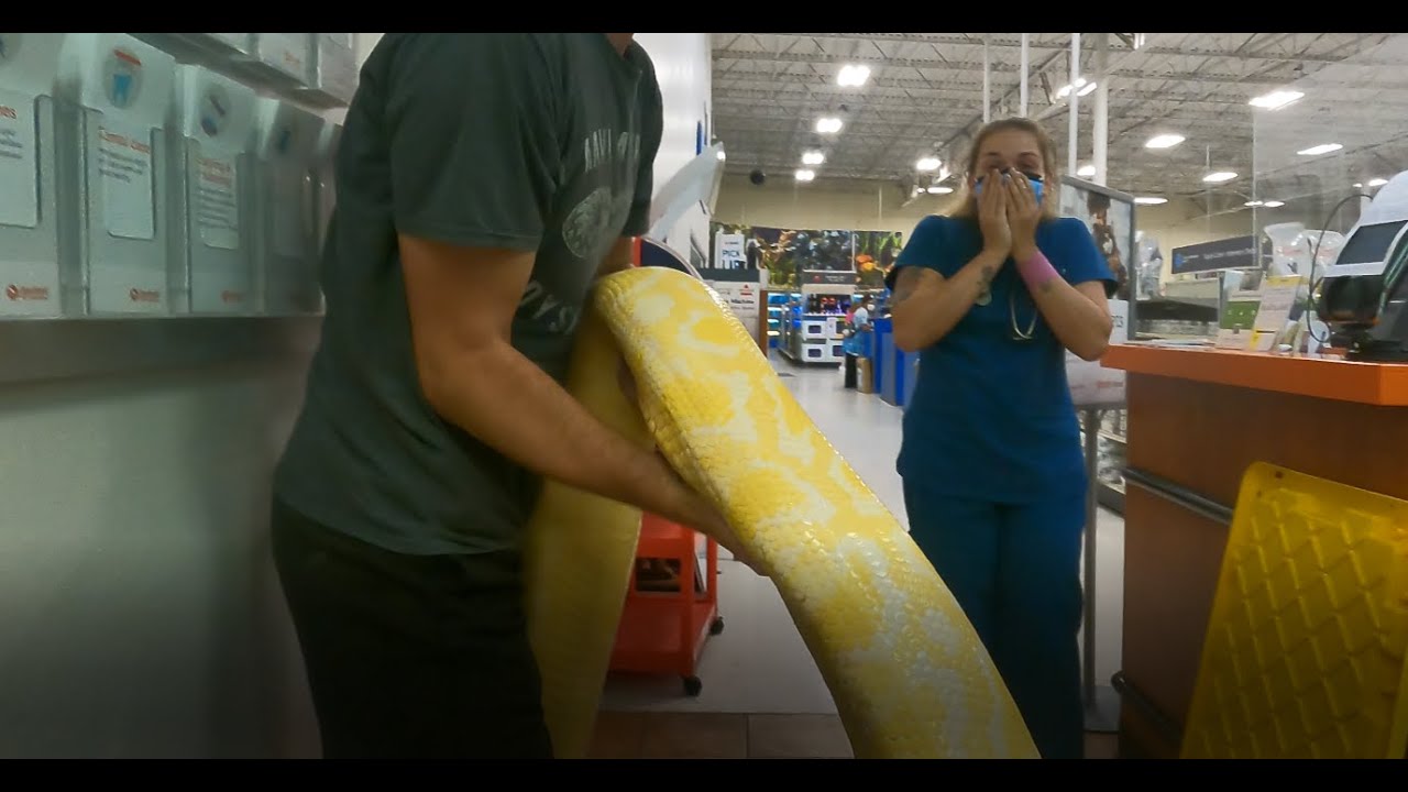 TAKING MY GIANT SNAKES To PetSmart! | People Went CRAZY | Jurassic Elements
