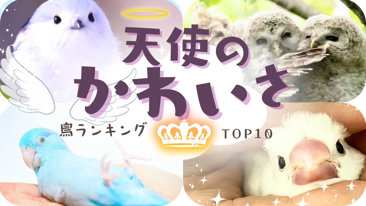 【保存版】かわいい鳥ランキングで“可愛い”の秘密を探求！インコ・文鳥・日本と世界の人気野鳥も♪