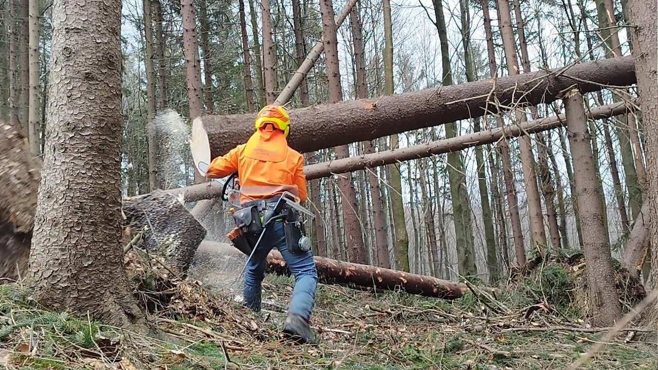 Nebezpečné zpracování popadaných a nakloněných stromů, 496-2023, Hazardous disposal of calamity