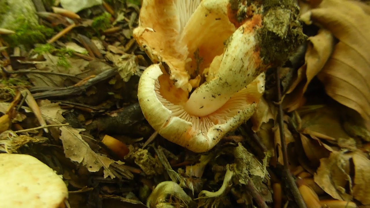 Ziegelroter Risspilz - Inocybe erubescens/Inosperma erubescens