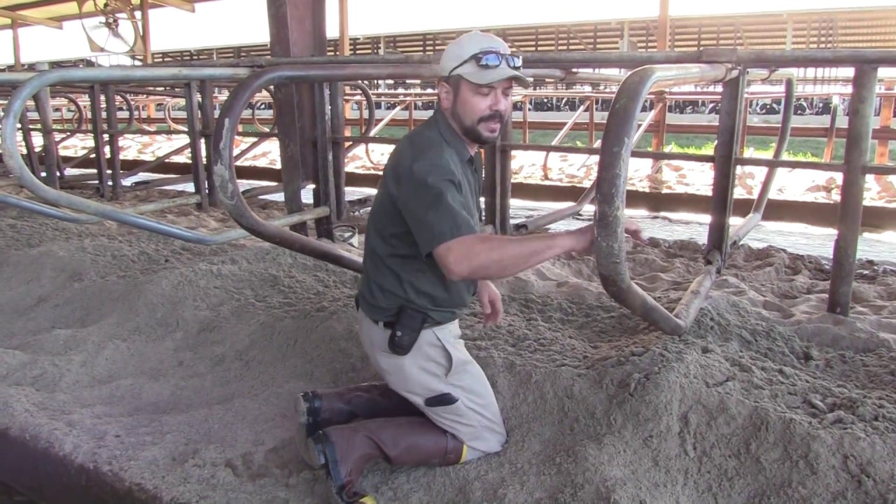 Vet Talk with a Dairy Vet: Cow Comfort