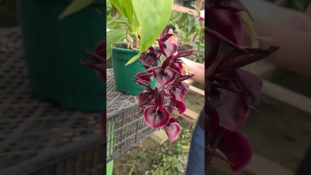 Catasetum Jo&atilde;o Stivalli #catasetum #orquideas #campodasorquideas #orquidario #guararemasp