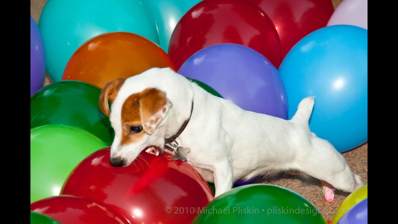 Balloon popping dog,Anastasia's daughter Twinkie breaks 100