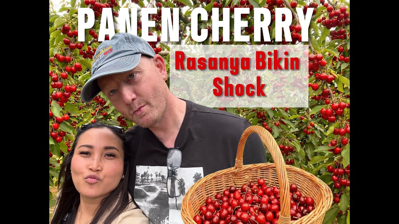 Auto Kaget! 😍 Panen Cherry Australia yang Super Manis 🍒