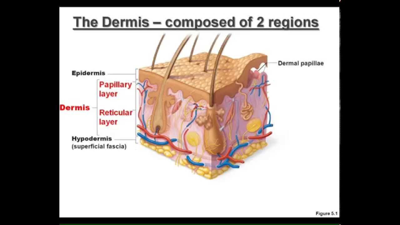 LECTURE: The Integumentary System