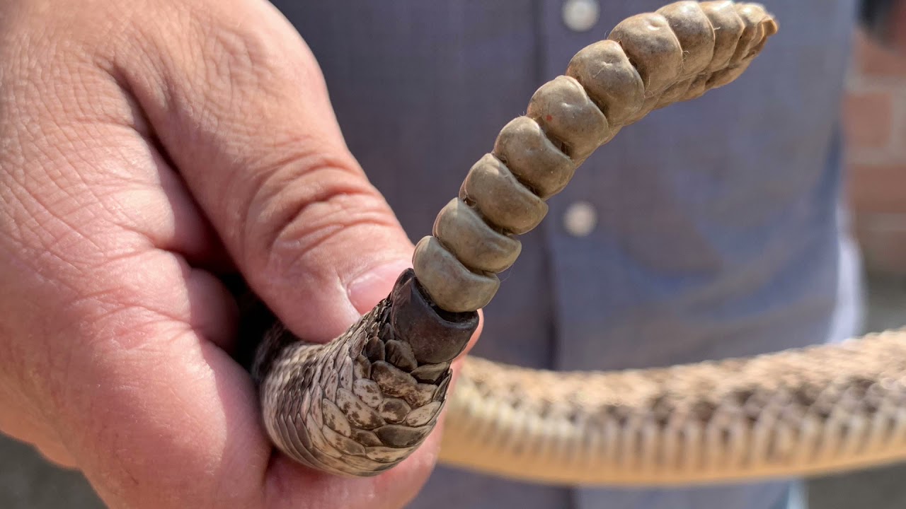 En Hidalgo hay 15 tipos de serpientes venenosas; preservar a los reptiles, objetivo de PECFAS