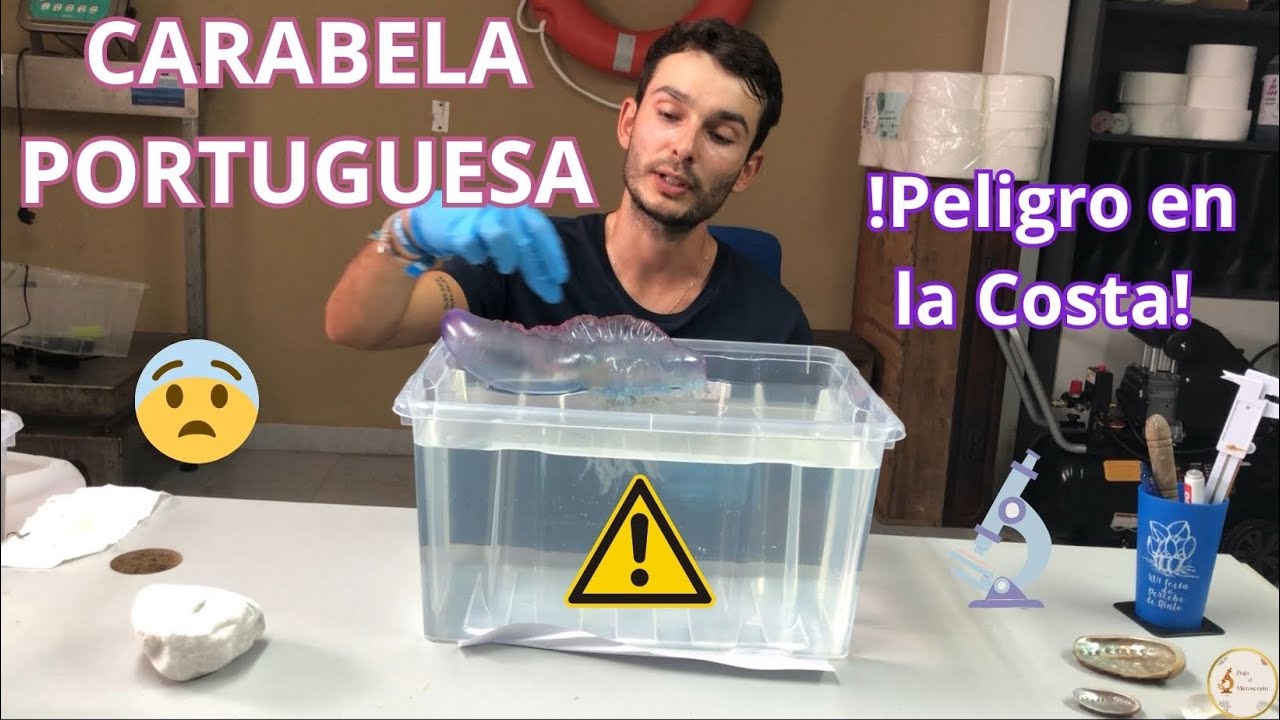 CARABELA PORTUGUESA🪼El gran PELIGRO que esconde este animal. La Observo BAJO el MICROSCOPIO🔬