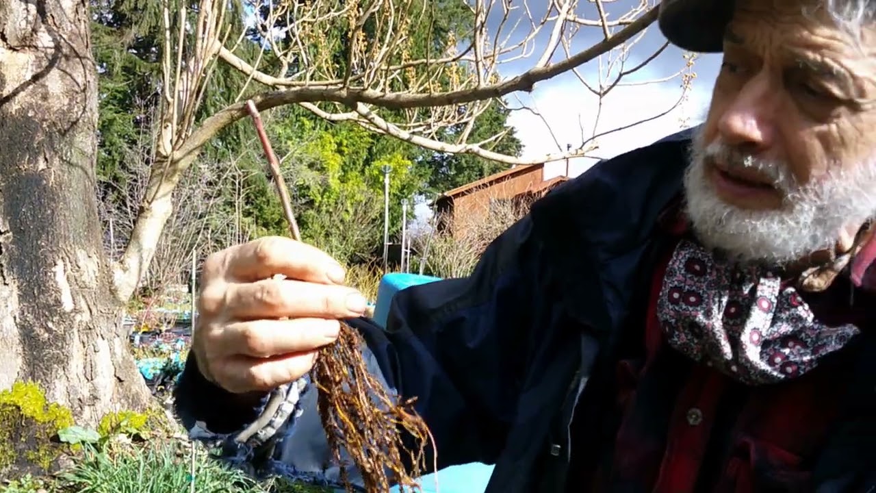 Grafting Apple Trees with Michael Dolan