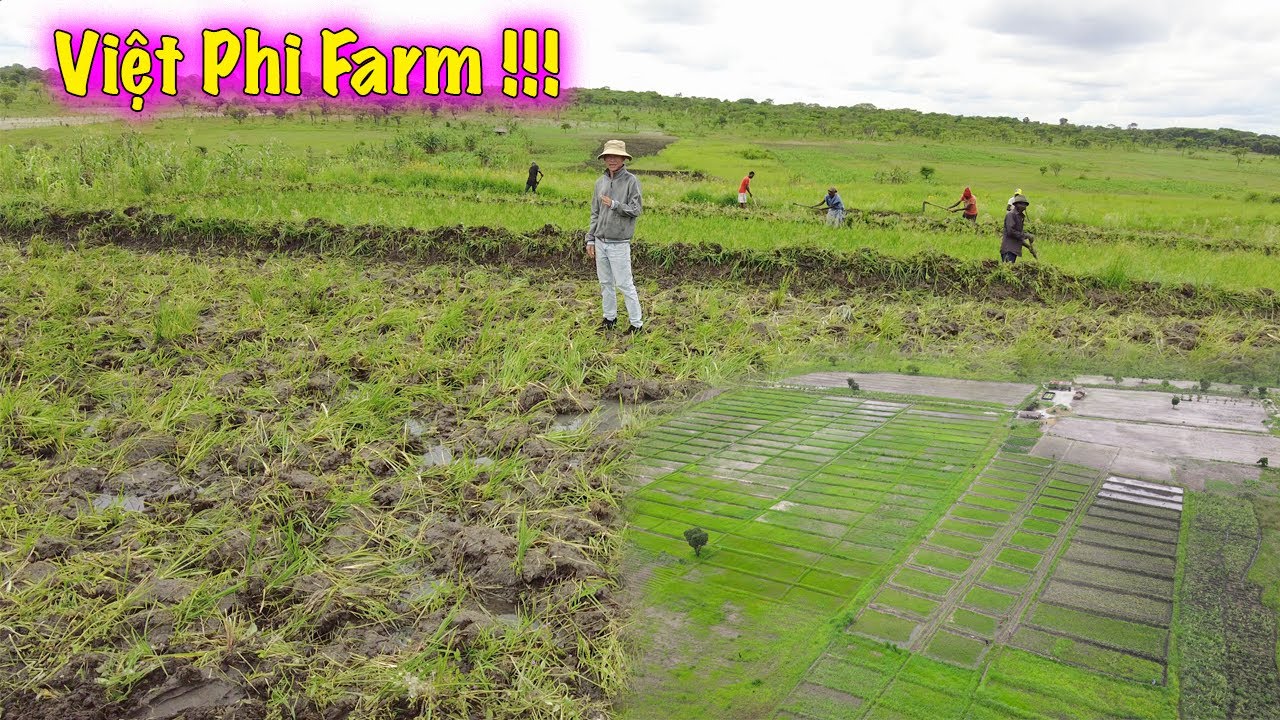 Linh Philip || Việt Phi Farm Đang Gấp R&uacute;t Chuẩn Bị Cho Những Ng&agrave;y M&ugrave;a Sắp Tới !!!