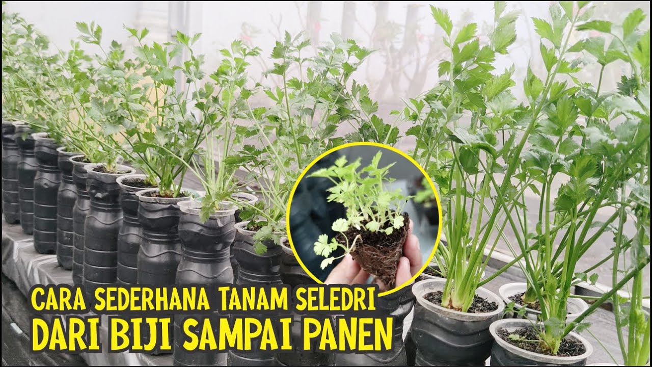 MENANAM SELEDRI BOTOL BEKAS DARI SEMAIAN BIJI SAMPAI PANEN HIDROPONIK SEDERHANA