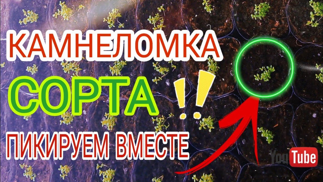 Камнеломка!!! Пикировка!!! Сорта которые плохо взошли!!!