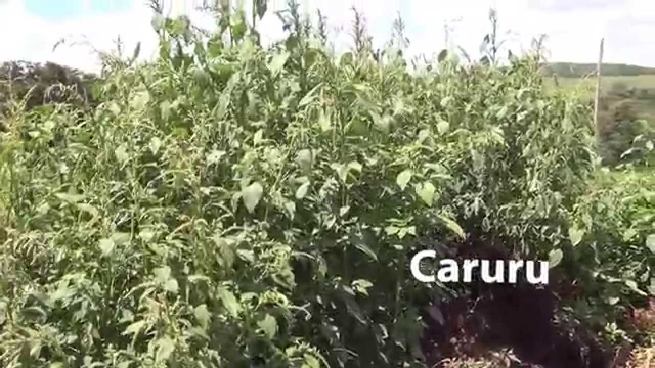 PANCs: Plantas Alimentícias Não-Convencionais