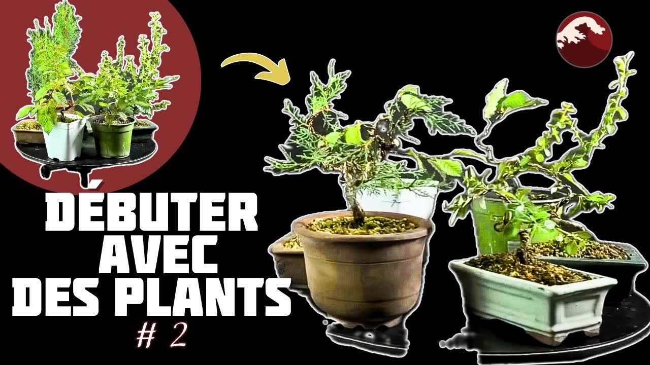 Comment Débuter le Bonsaï avec des Plants? Épisode 2 🌱 NEJIKAN BONSAI 🌱