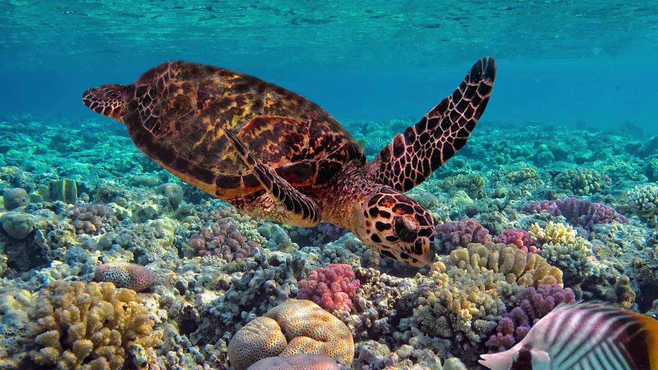 Sea Turtle - Nature Images in the Classroom