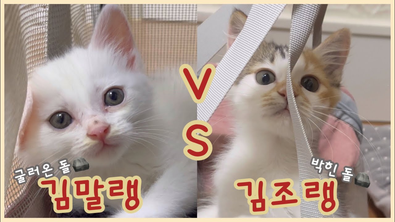 굴러온 돌 김말랭 vs 박힌 돌 김조랭 그들의 첫만남은?! | 고양이브이로그, 새끼고양이구조