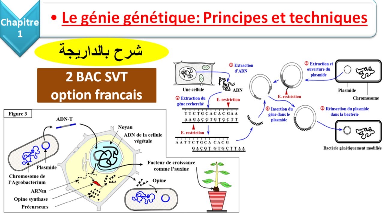 Le génie génétique principes et techniques svt 2 bac svt option français (شرح بالداريجة)