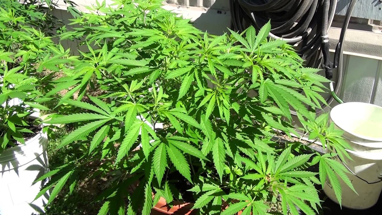 Outdoor Marijuana Grow- Kandy Kush, Island Fire, Skunk x Kandy Kush (HD)